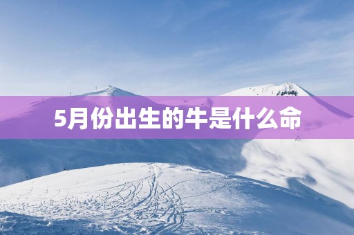 5月份出生的牛是什么命