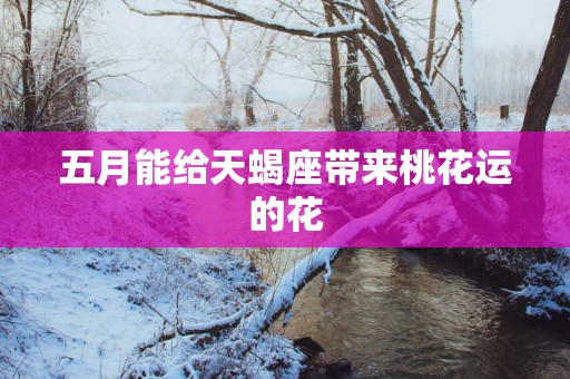 五月能给天蝎座带来桃花运的花