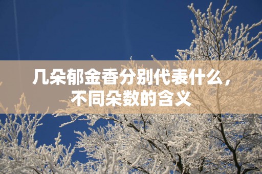 几朵郁金香分别代表什么，不同朵数的含义