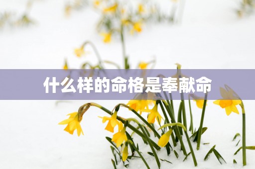 什么样的命格是奉献命