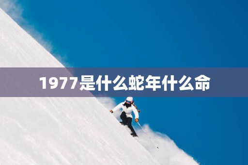 1977是什么蛇年什么命