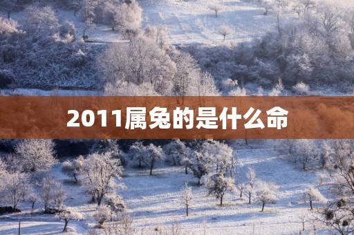2011属兔的是什么命