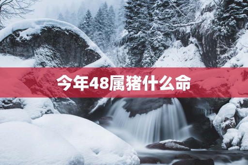 今年48属猪什么命