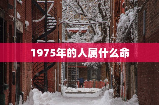 1975年的人属什么命