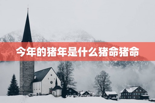 今年的猪年是什么猪命猪命