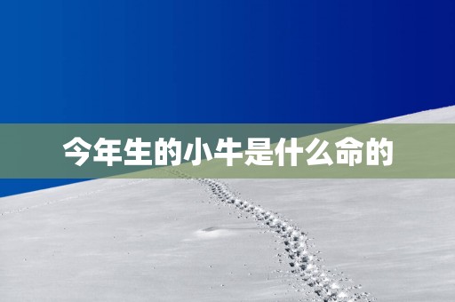 今年生的小牛是什么命的