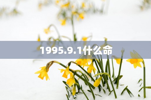 1995.9.1什么命