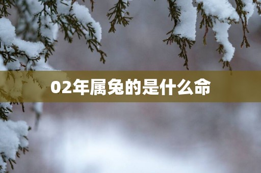 02年属兔的是什么命