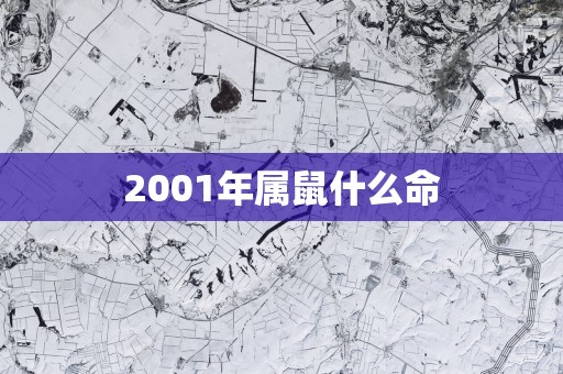 2001年属鼠什么命