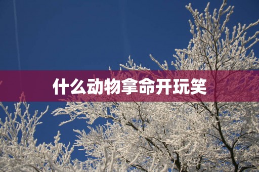 什么动物拿命开玩笑