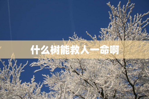 什么树能救人一命啊