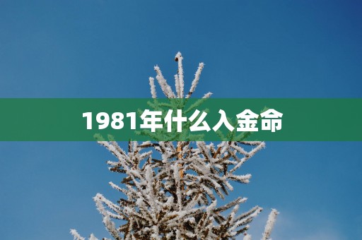 1981年什么入金命