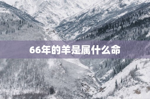 66年的羊是属什么命