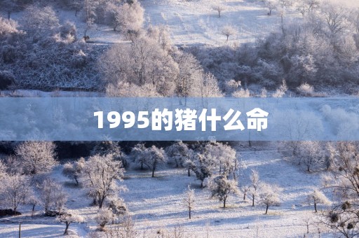 1995的猪什么命