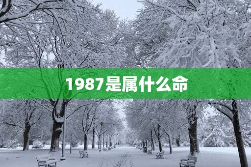 1987是属什么命