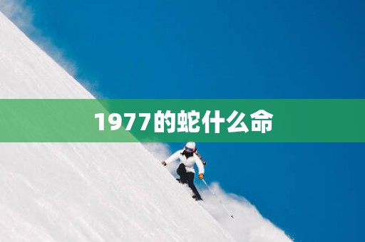 1977的蛇什么命