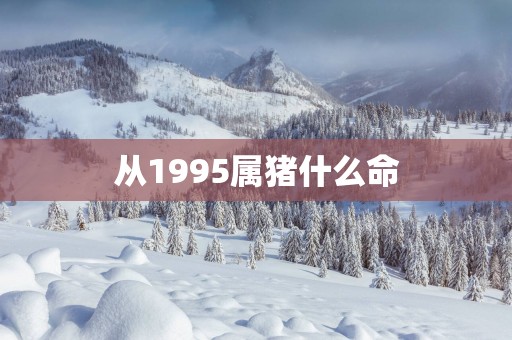 从1995属猪什么命