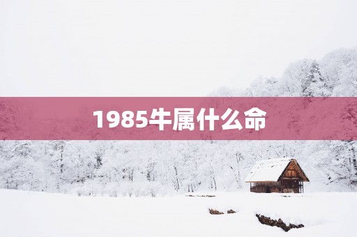 1985牛属什么命