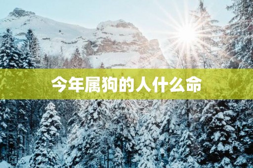 今年属狗的人什么命