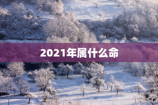 2025年属什么命