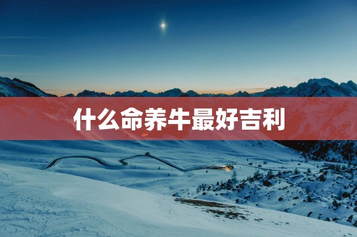 什么命养牛最好吉利