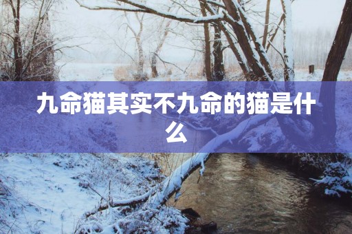 九命猫其实不九命的猫是什么