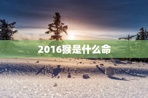 2016猴是什么命
