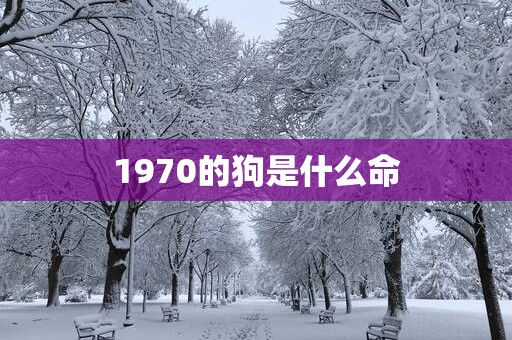 1970的狗是什么命