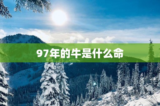 97年的牛是什么命