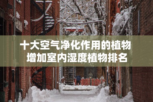 十大空气净化作用的植物 增加室内湿度植物排名