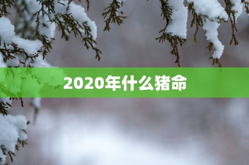 2025年什么猪命