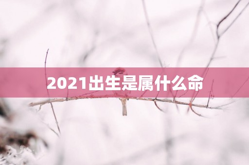 2025出生是属什么命