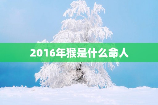 2016年猴是什么命人