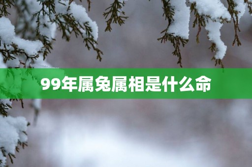 99年属兔属相是什么命