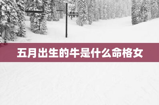 五月出生的牛是什么命格女