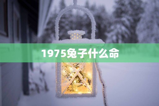 1975兔子什么命