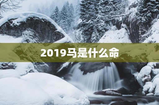 2019马是什么命