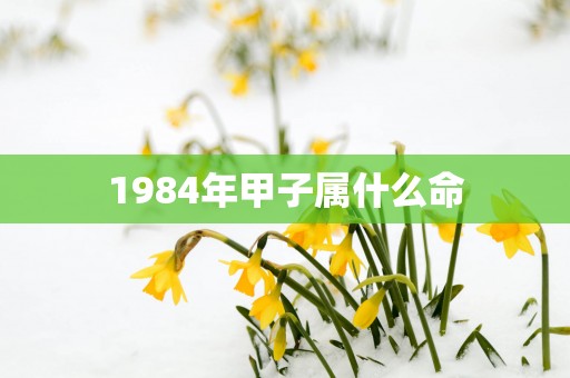 1984年甲子属什么命