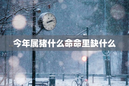今年属猪什么命命里缺什么