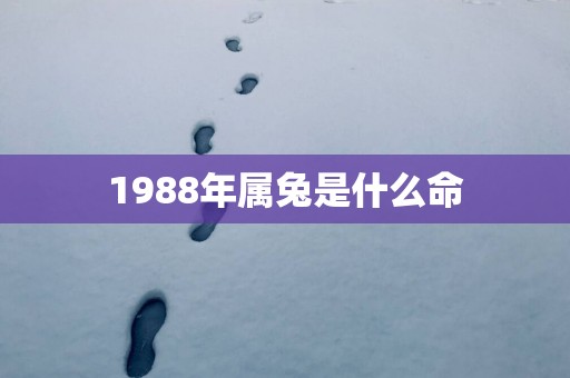 1988年属兔是什么命