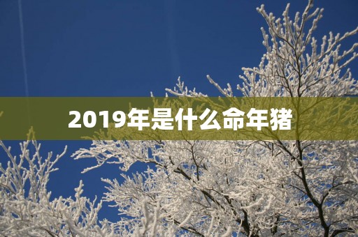 2019年是什么命年猪
