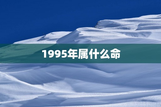 1995年属什么命