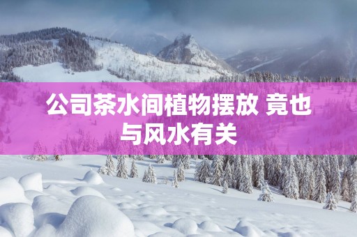 公司茶水间植物摆放 竟也与风水有关