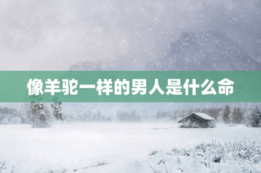 像羊驼一样的男人是什么命