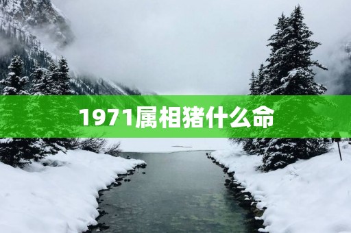 1971属相猪什么命