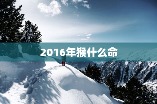 2016年猴什么命