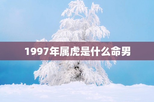 1997年属虎是什么命男