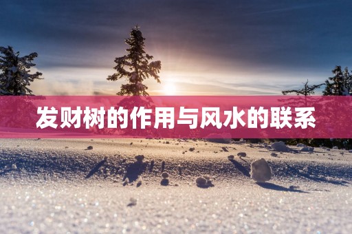 发财树的作用与风水的联系