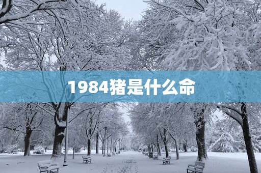 1984猪是什么命