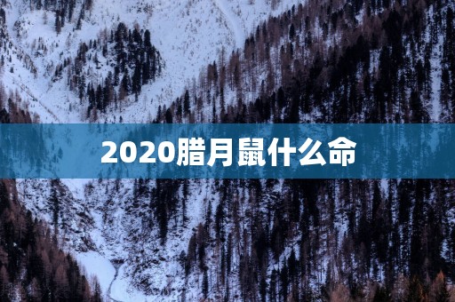 2025腊月鼠什么命